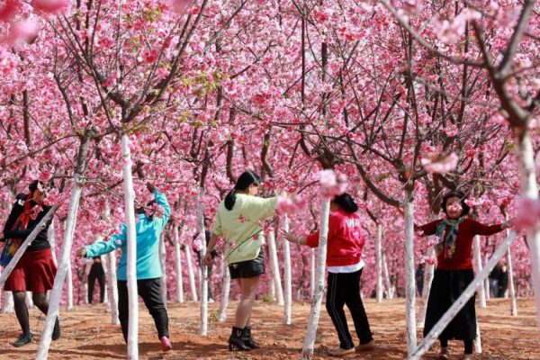 Rừng hoa anh đào Nghi Lương - Tour Du Lịch Trung Quốc: Khám Phá Xuân Đại Lý - Lệ Giang